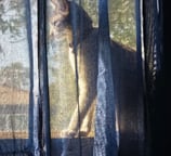 a cat sitting on a window sill with curtains