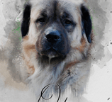 a dog is shown in this photo