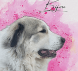 a dog is shown in this picture
