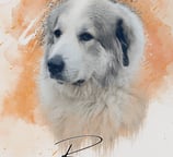 a dog is shown in this picture
