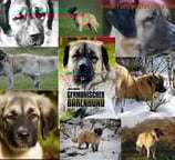 a collage of dogs and dogs in a collage of different breeds