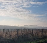 view of Sauternes