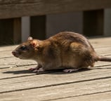 rat dans le jardin