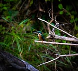 a Common Kingfisher sitting on a branch of a tree in Gir national park