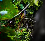a bird sitting on a tree branch in the woods in Gir National park