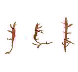 Champia sp.