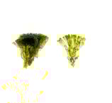 Valonia fastigiata