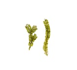 Caulerpa geminata