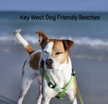 pet-friendly-beaches-in-key-west 1