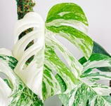 Semi mature Monstera Albo Variegata with splits in the leaves