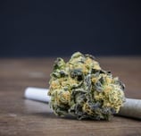 cannabis strains