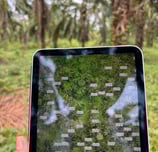 Plano digital de cultivo de palma de aceite usado en campo