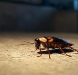Désinsectisation cafards Bordeaux