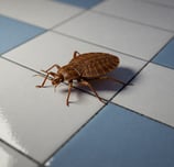 puce de lit sur carrelage