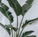 Bird of Paradise plant with naturally split leaves