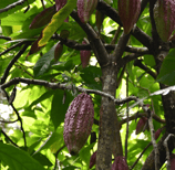 branche de cacao criollo