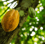 branche cacao criollo
