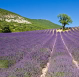 Lavender field in Provence with blue sky Valensole