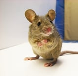 Montreal Mouse Guide