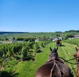 Horse riding in vineyards in Champagne