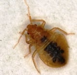 Montreal Bed bug Guide