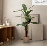 Platanera Artificial | Plantas Artificiales Decorativas | Medidas: 150 x 80 cm | Planta Artificial R