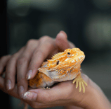 someone holding their pet bearded dragon