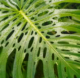 Fully mature, fully fenestrated Monstera deliciosa leaf with splits, holes, and perforations