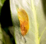 Blister-like swellings, known as edema on a Aglaonema Ghost / Aqua Green