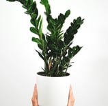 Planta ZZ en maceta blanca y sostenida por un par de manos