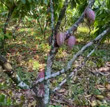 arbre branche de criollo