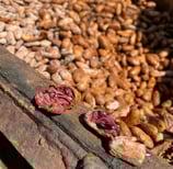 graine de cacao ouvert