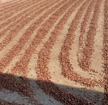 champ de cacao