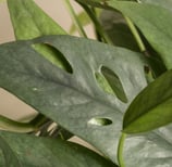 Semi-mature Epipremnum Cebu Blue with holes in the leaves