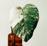 Non fenestrated juvenile Monstera Deliciosa Albo leaf