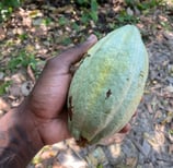 cacao criollo blanc