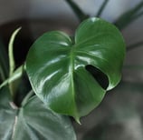 First signs of fenestration in Monstera with one small leaf split