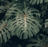 Mature form of Monstera Deliciosa with fully fenestrated leaves, with both splits and holes