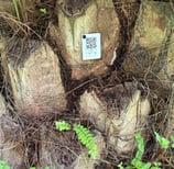 a tree stump stump with a qr sign on it to identify the palms inside the cultivations