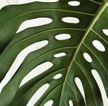 First stage of leaf maturation for Monstera with leaf splits and holes