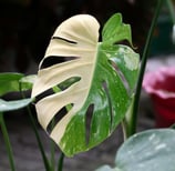 First signs of maturity in Monstera plants with splits in the leaves