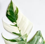Mature Epipremnum Pinnatum Albo Variegata leaves with split fenestrations and holes