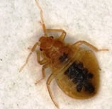 Montreal Bed Bug Guide