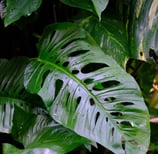 Mature form of Monstera adansonii with holes in the leaf