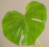 Slightly more mature Monstera leaf with two splits