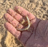 sand eels alive