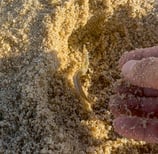 sand eels