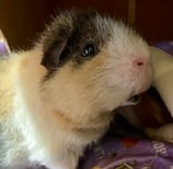 guinea pig