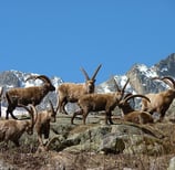 Alps ibex in Mercantour with snowy mountains