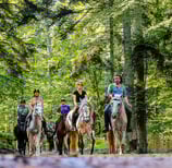 Horse riding in the Vosges forests